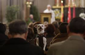 dog in church